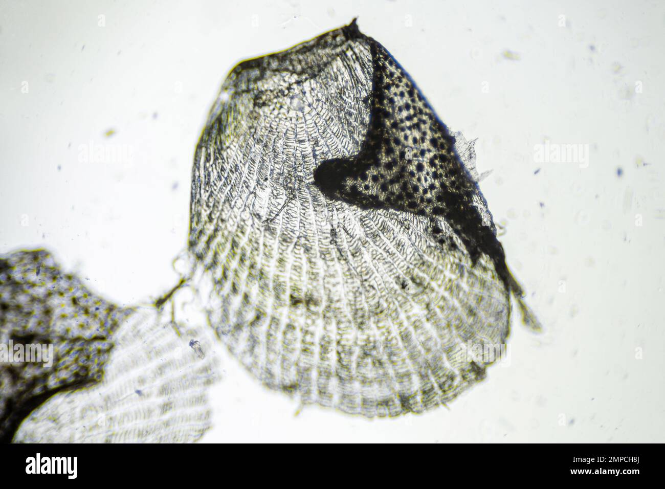 https://c8.alamy.com/comp/2MPCH8J/natural-marine-fish-scale-under-a-microscope-fish-scale-close-up-2MPCH8J.jpg