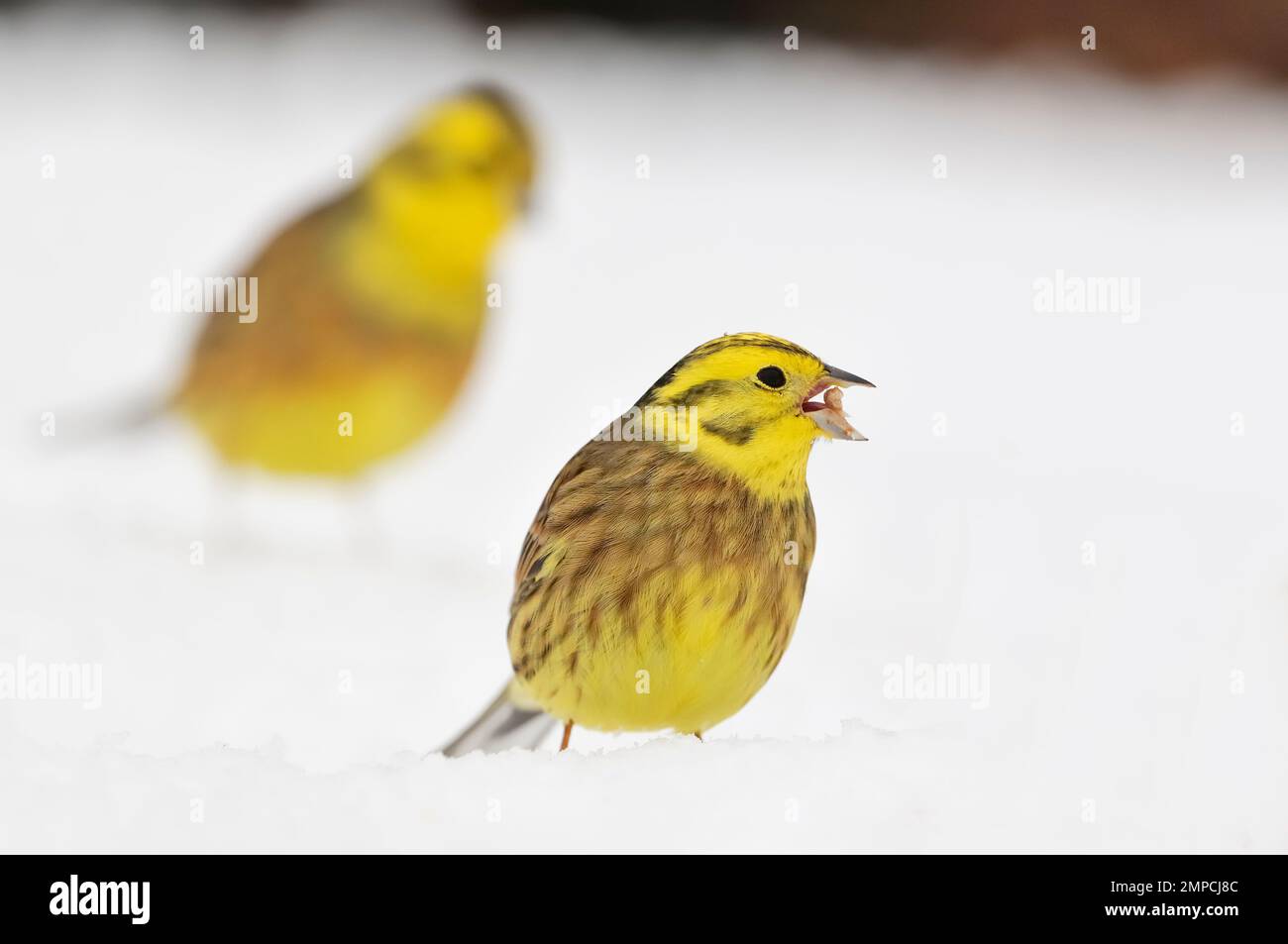 Yellowhammer (Emberiza citrinella) birds in snow feeding on grain below