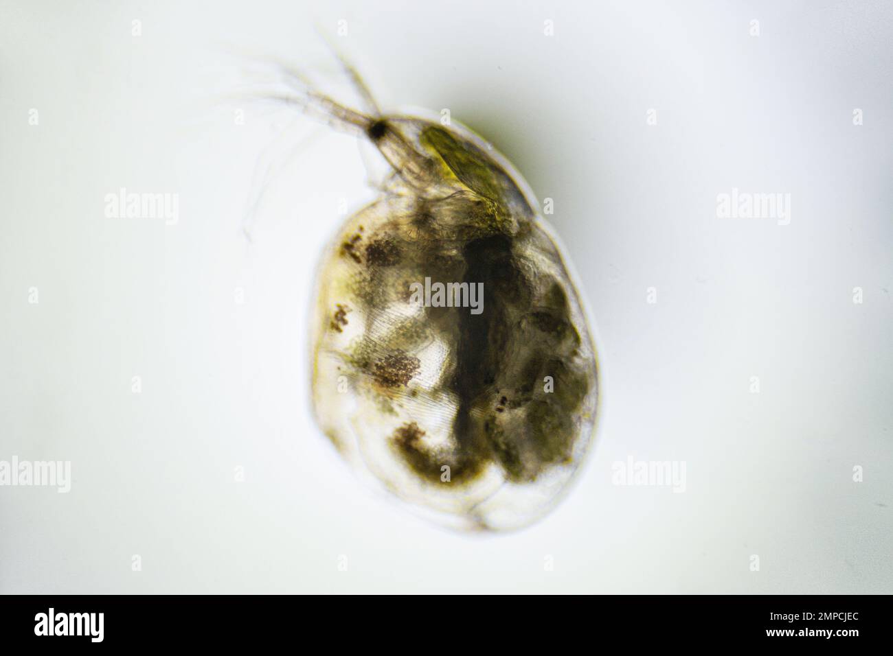 Pregnant crustacean Zooplankton Water Flea Daphnia, under microscope Stock Photo