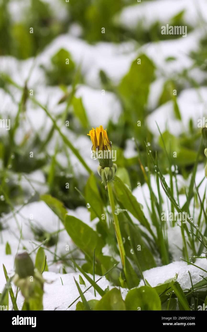 Dandelion flower in snow. Nature details after the unexpected snowfall. Stock Photo