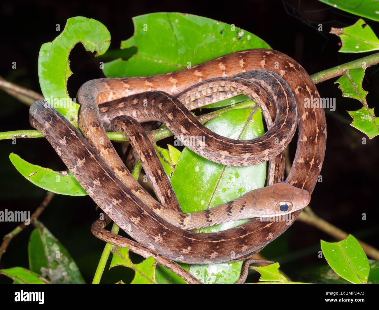 Olive Forest Racer (Dendrophidion dendrophis) resting at night in a rainforest shrub, Orellana province, Ecuador Stock Photo