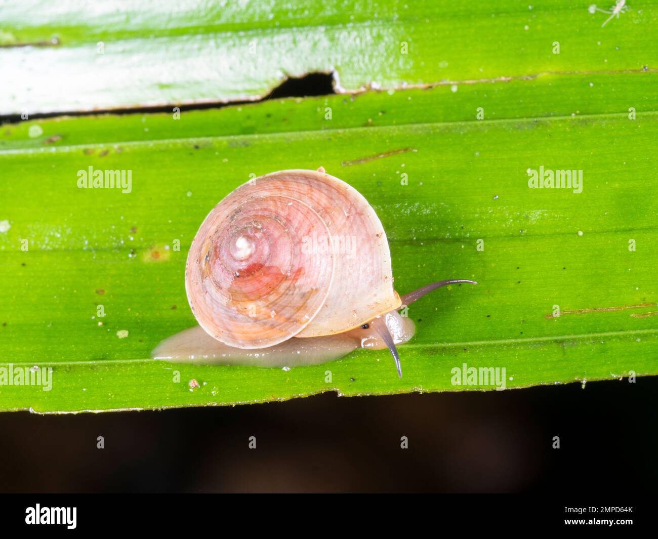 A small snail active at night in the rainforest, Orellana province, Ecuador Stock Photo