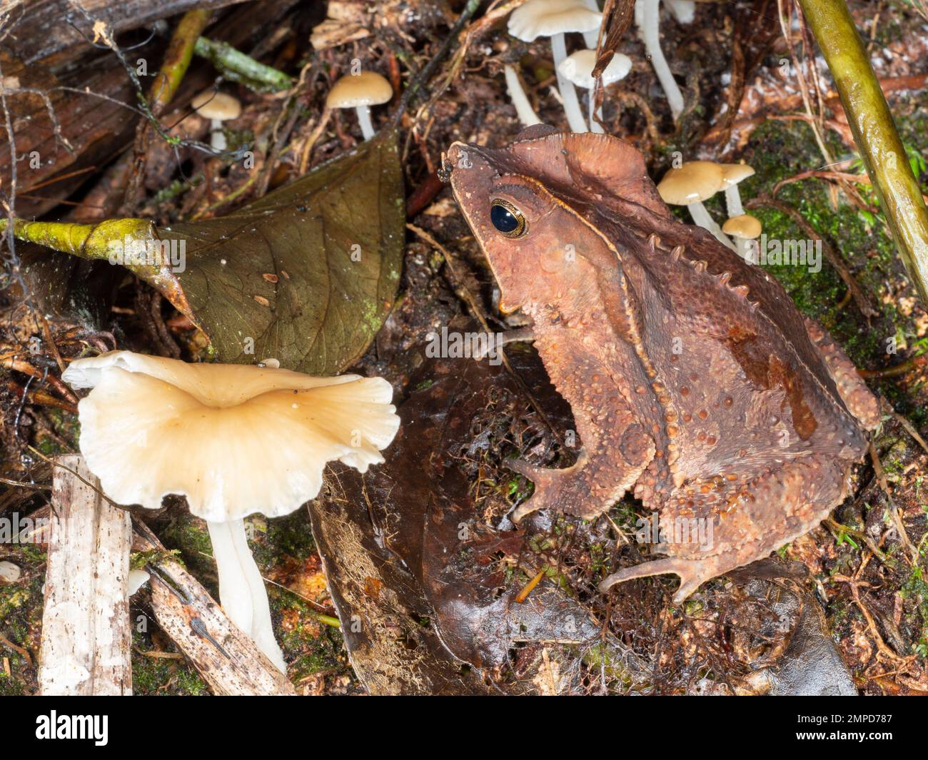 Crested Forest Toad (Rhinella dapsilis) an the rainforest floor among toadstools, Orellana province, Ecuador Stock Photo