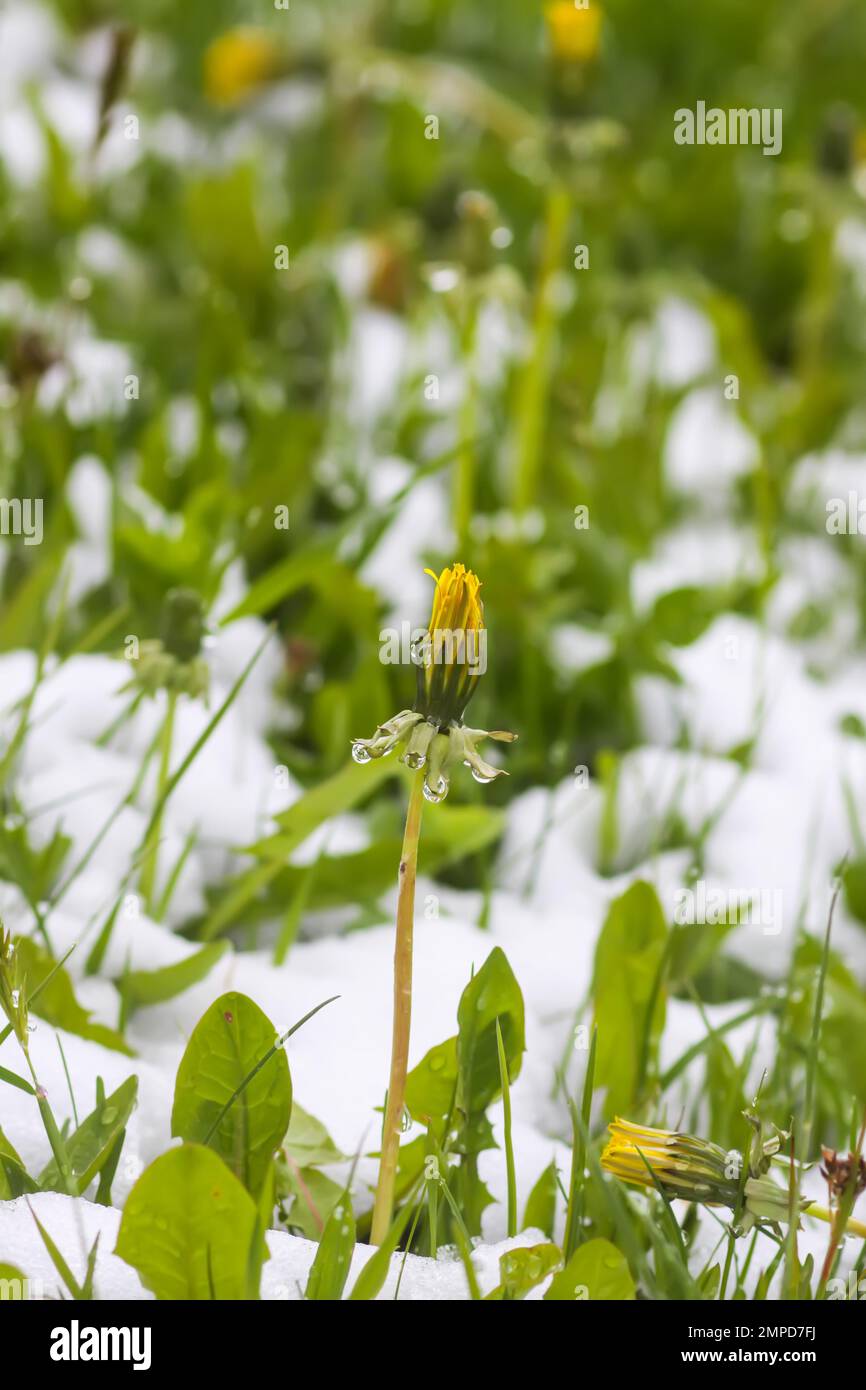 Dandelion flower in snow. Nature details after the unexpected snowfall. Stock Photo