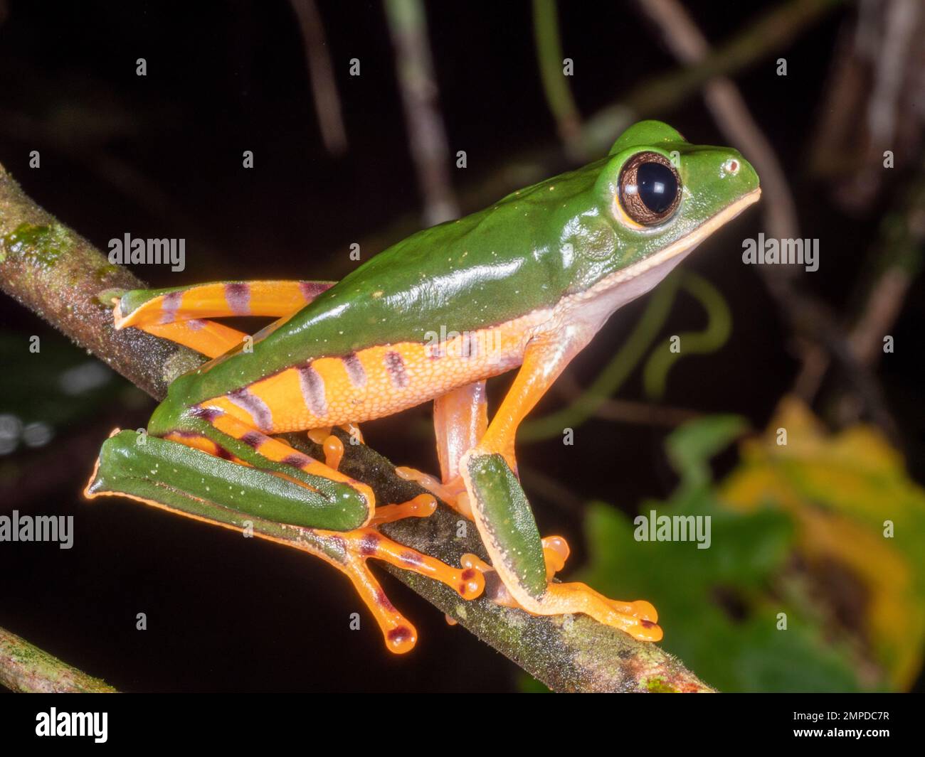 Barred Monkey Frog (Phyllomedusa tomopterna) A male calling in his ...