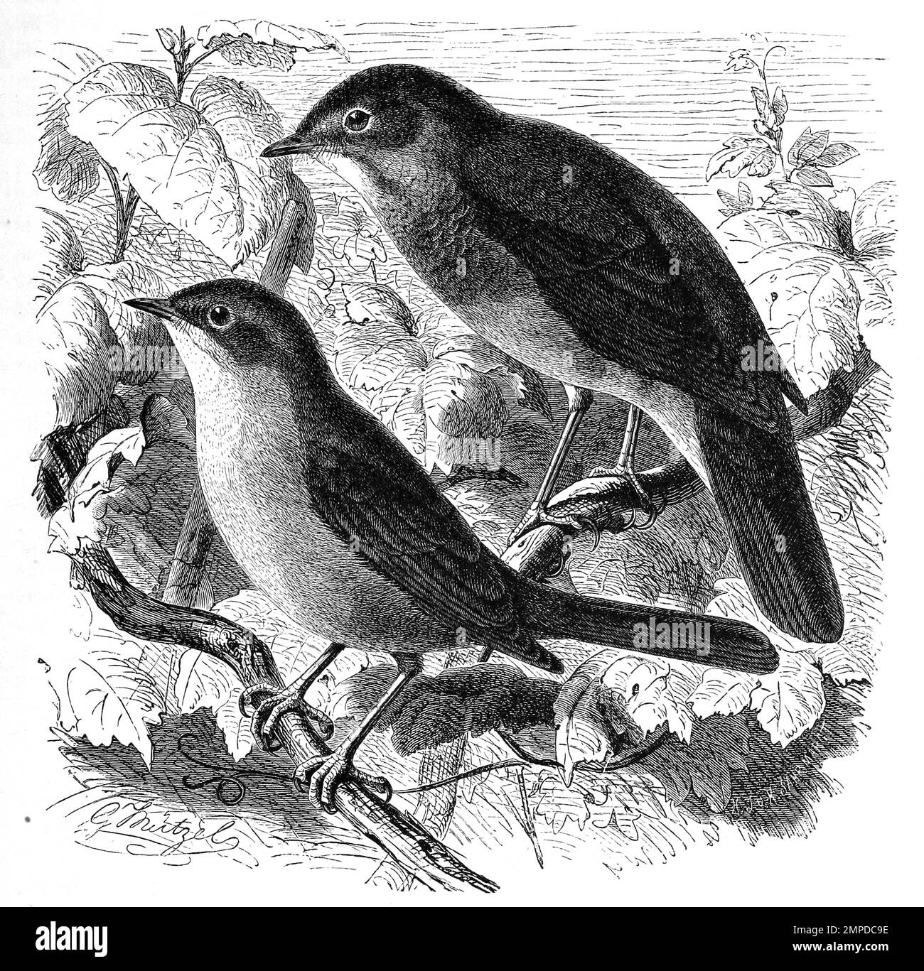 Vogel, Vögel, Nachtigall, Erithacus luscinia und Sprosser, Erithacus philomela, Historisch, digital restaurierte Reproduktion von einer Vorlage aus dem 19. Jahrhundert Stock Photo