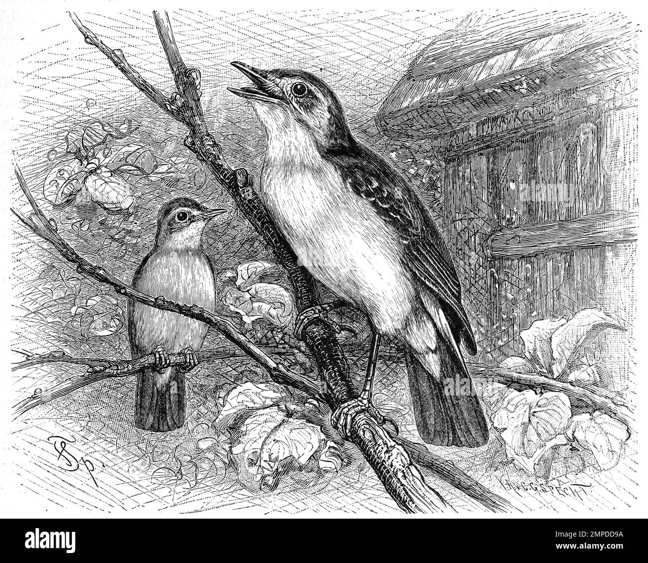 Vogel, Vögel, Gartensänger, Hypolais philomela, Historisch, digital restaurierte Reproduktion von einer Vorlage aus dem 19. Jahrhundert Stock Photo