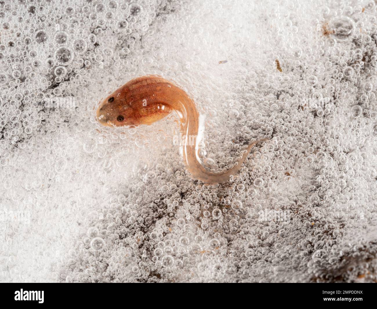 Tadpole of Knudsen's Bullfrog (Leptodactylus knudseni) protected in a large foam nest made by the parents during spawning, Orellana province, Ecuador Stock Photo