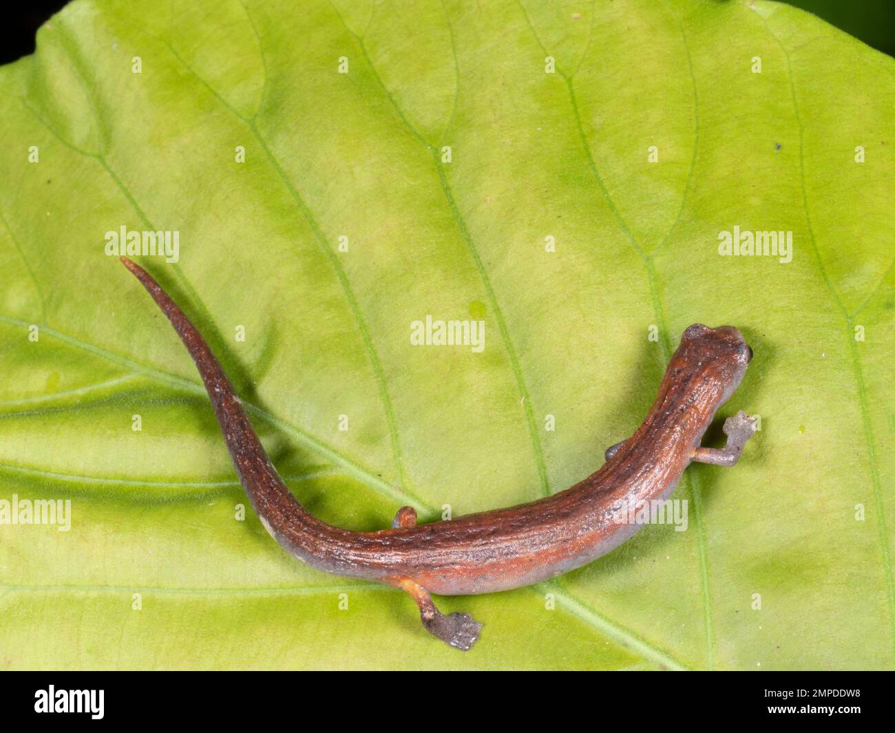 Peruvian climbing salamander (Bolitoglossa peruviana) in the rainforest, Orellana province, Ecuador Stock Photo