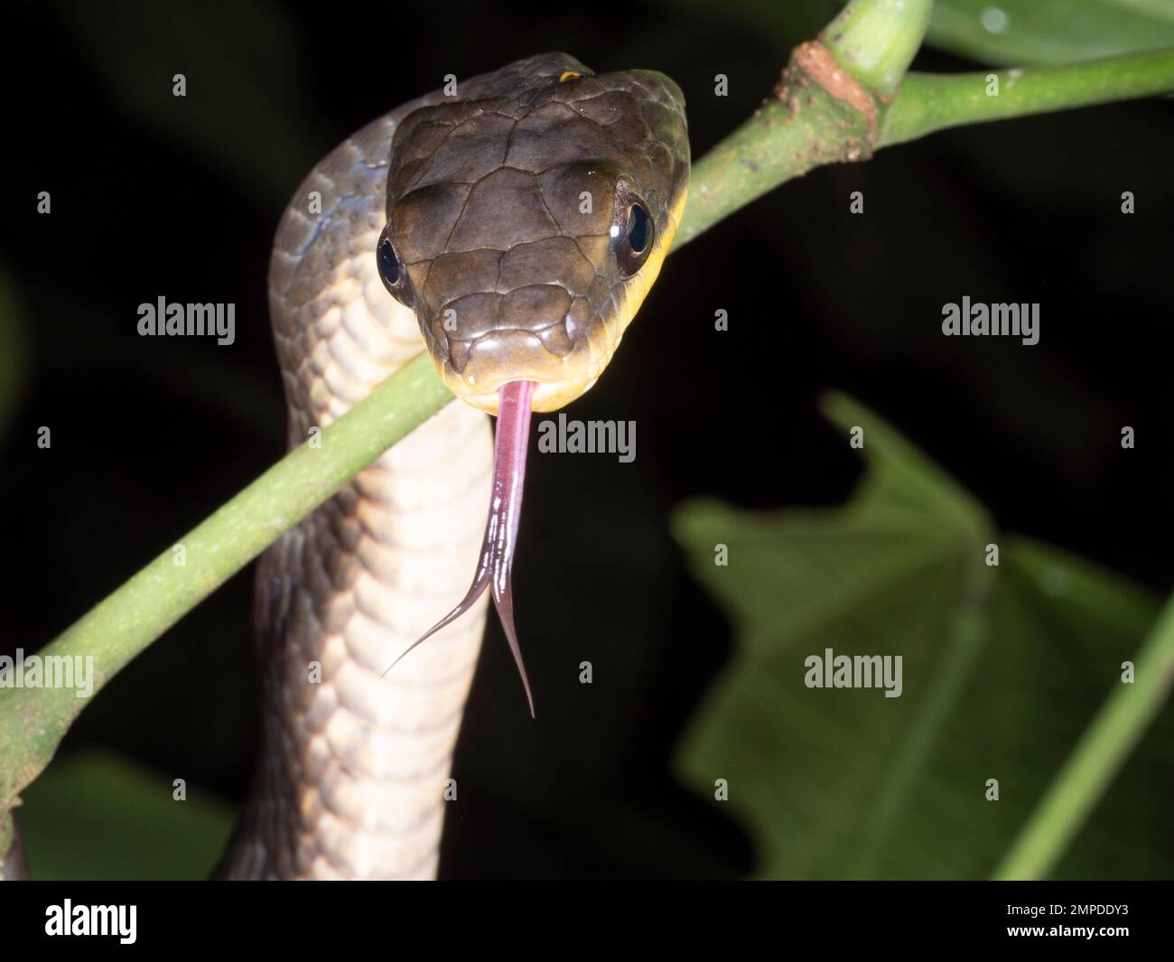 Yellow-bellied Puffing Snake (Phrynonanax polylepis) climbing in the rainforest at night, Orellana province, Ecuador Stock Photo