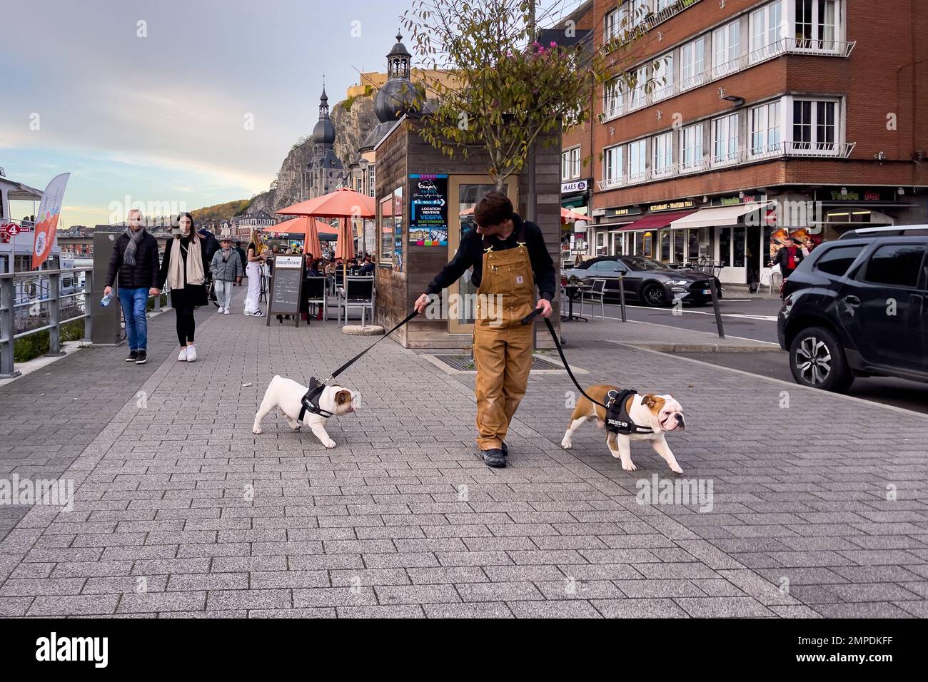 Professional dog walker taking dogs for a walk Stock Photo