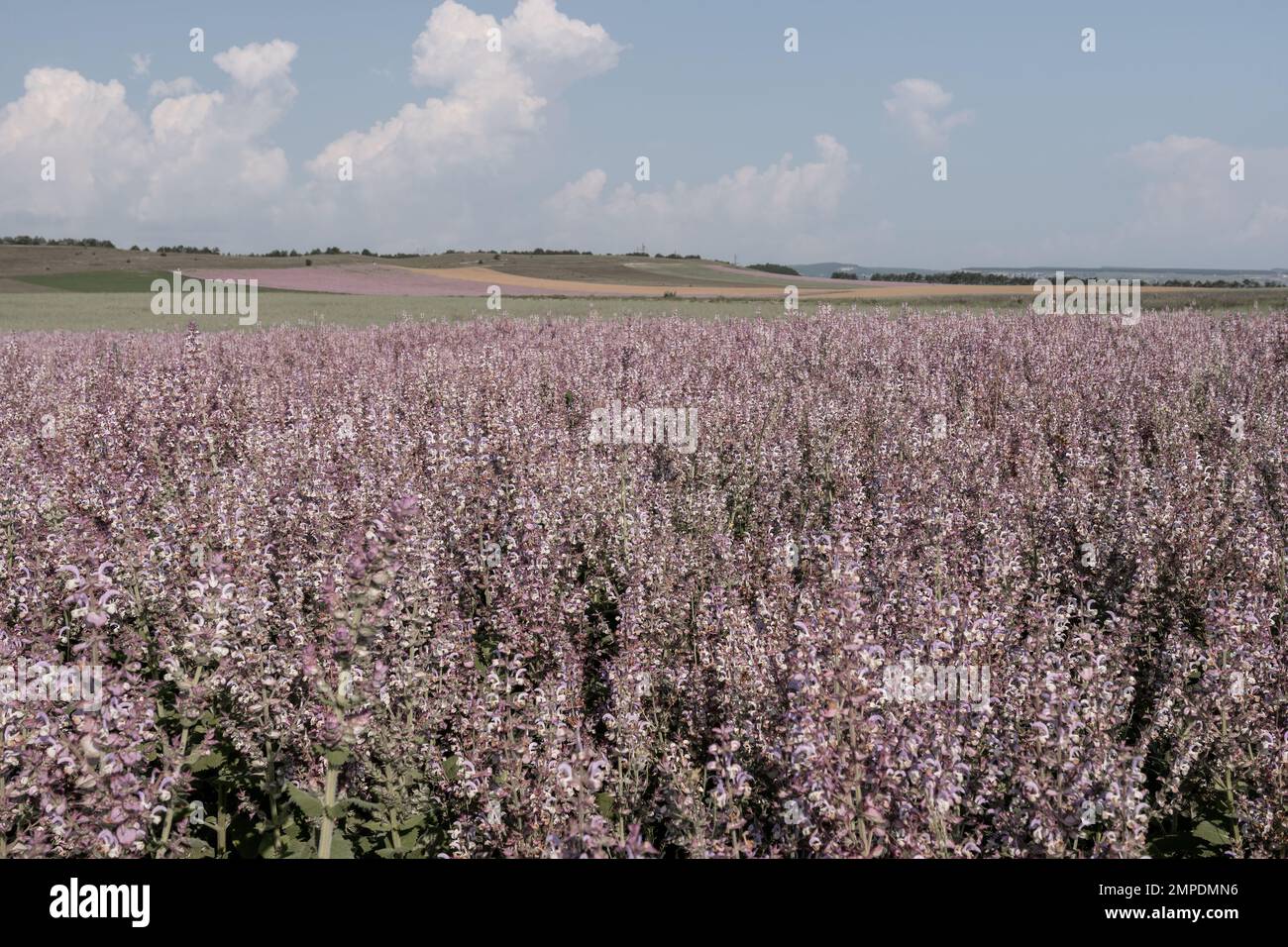 Field of Clary sage - Salvia Sclarea in bloom, cultivated to extract the essential oil and honey. Field with blossom sage plants during golden sunset Stock Photo