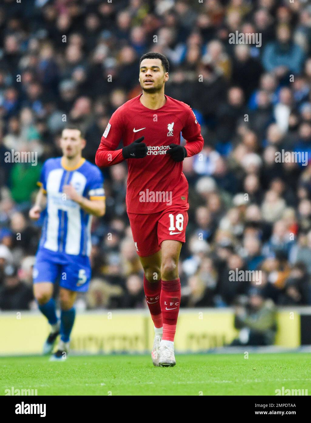 Cody Gakpo of Liverpool during the Emirates FA Cup Fourth Round match between Brighton & Hove Albion and  Liverpool at The American Express Community Stadium , Brighton , UK - 29th January 2023  Photo Simon Dack/Telephoto Images. Editorial use only. No merchandising. For Football images FA and Premier League restrictions apply inc. no internet/mobile usage without FAPL license - for details contact Football Dataco Stock Photo