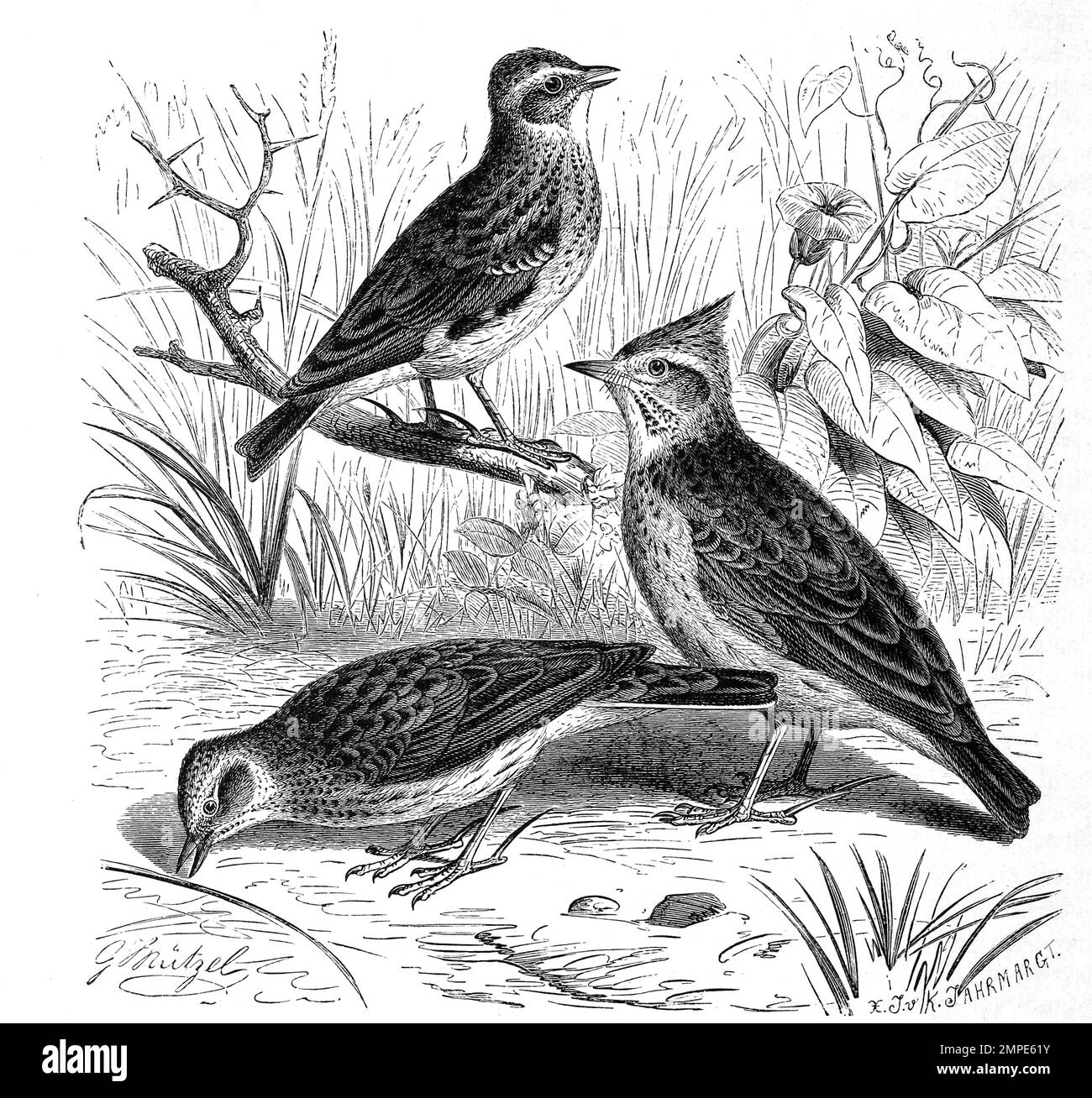 Vogel, Feldlerche, Alauda arvensis ist eine Vogelart aus der Familie der Lerchen, Heidelerche und Haubenlerche, Historisch, digital restaurierte Reproduktion von einer Vorlage aus dem 19. Jahrhundert Stock Photo