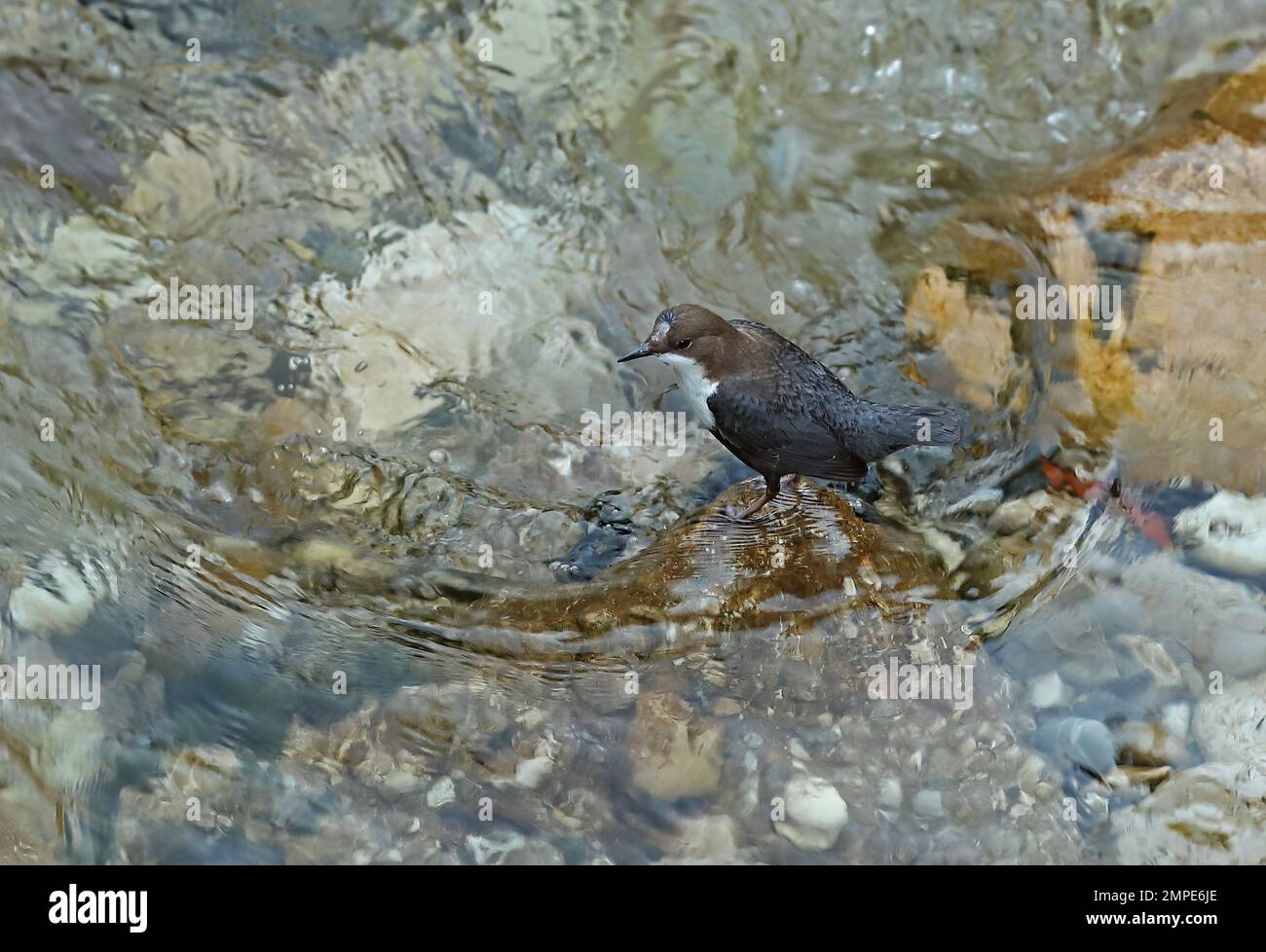 White-throated Dipper (Cinclus cinclus aquaticus) adult with damage to head in river  Mostar, Herzegovina, Bosnia and Herzegovina        April Stock Photo