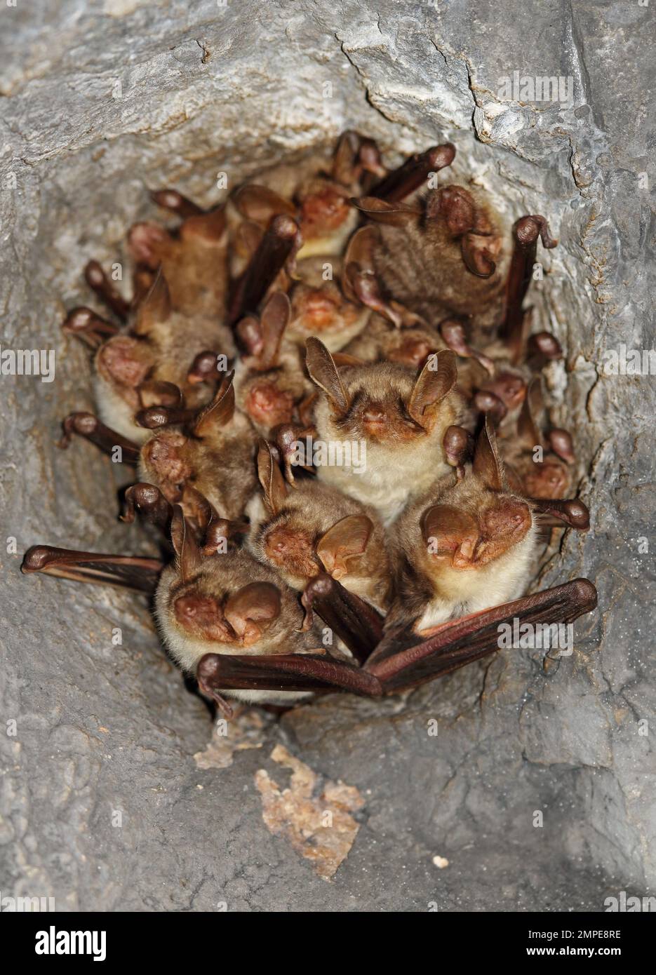 Greater Mouse-eared Bat (Myotis myotis) adults roosting in hole in abandoned railway tunnel roof  Cvaljina village, Popovo Polje karst field, Herzegov Stock Photo