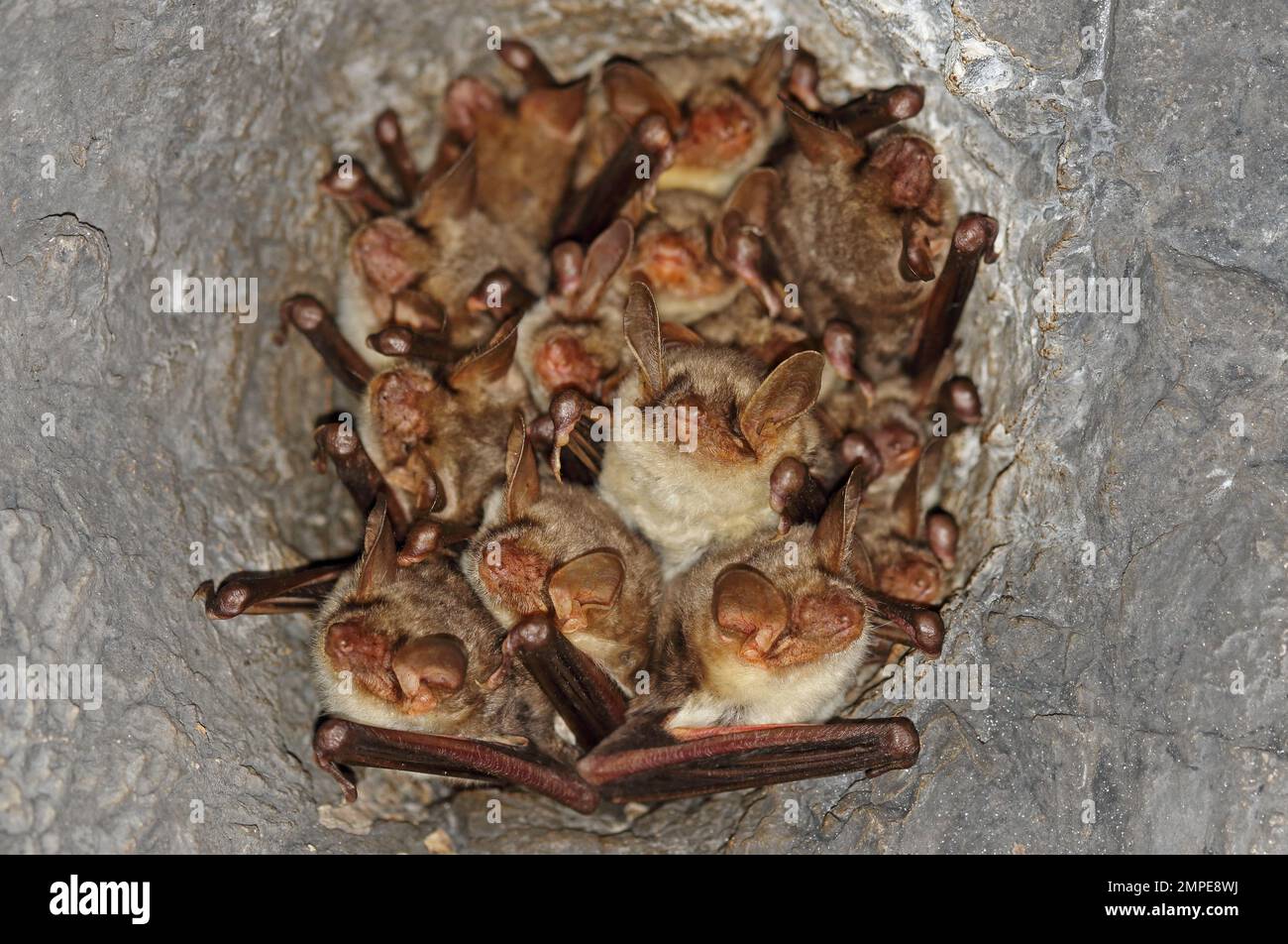 Greater Mouse-eared Bat (Myotis myotis) adults roosting in hole in abandoned railway tunnel roof  Cvaljina village, Popovo Polje karst field, Herzegov Stock Photo