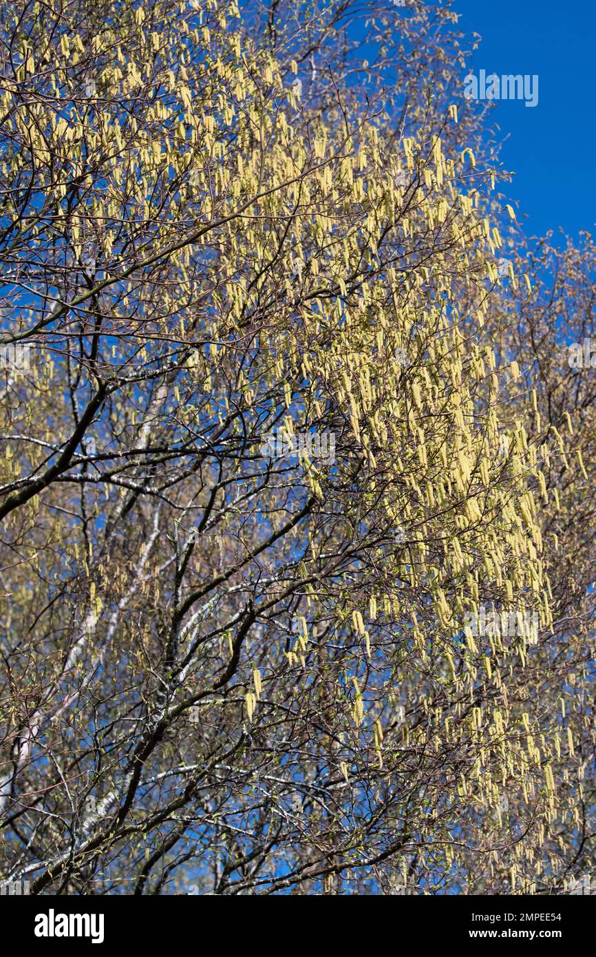 Catkins hanging from silver birch tree Scotland, UK Stock Photo Alamy