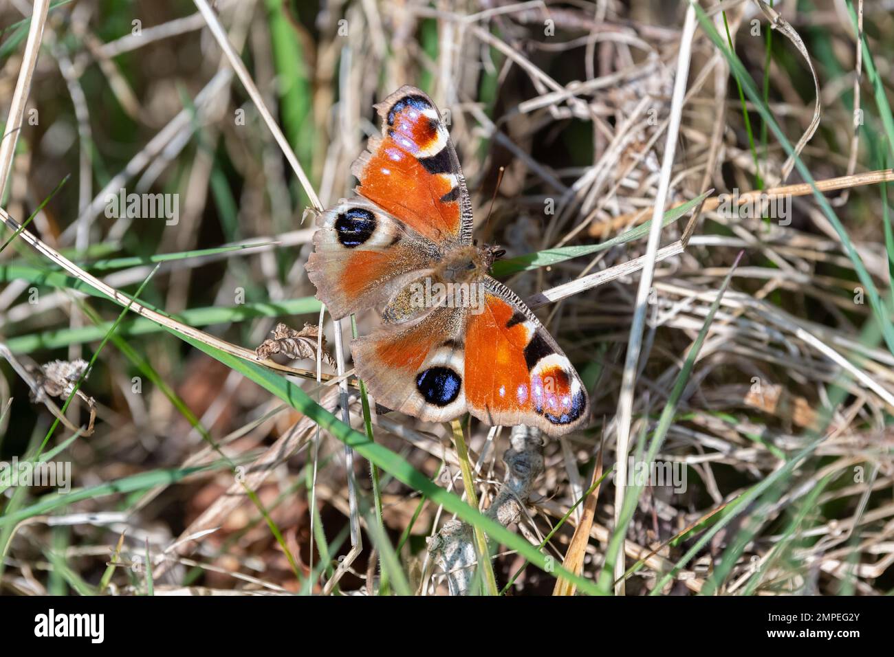 Peacock butterfly - UK Stock Photo