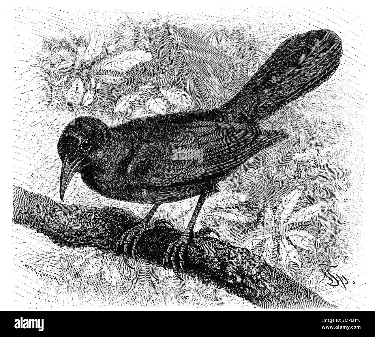Vogel, Bootschwanz, Purpur-Grackel, Quiscalus quiscula ist ein Vogel aus der Familie der Stärlinge, Historisch, digital restaurierte Reproduktion von einer Vorlage aus dem 19. Jahrhundert Stock Photo
