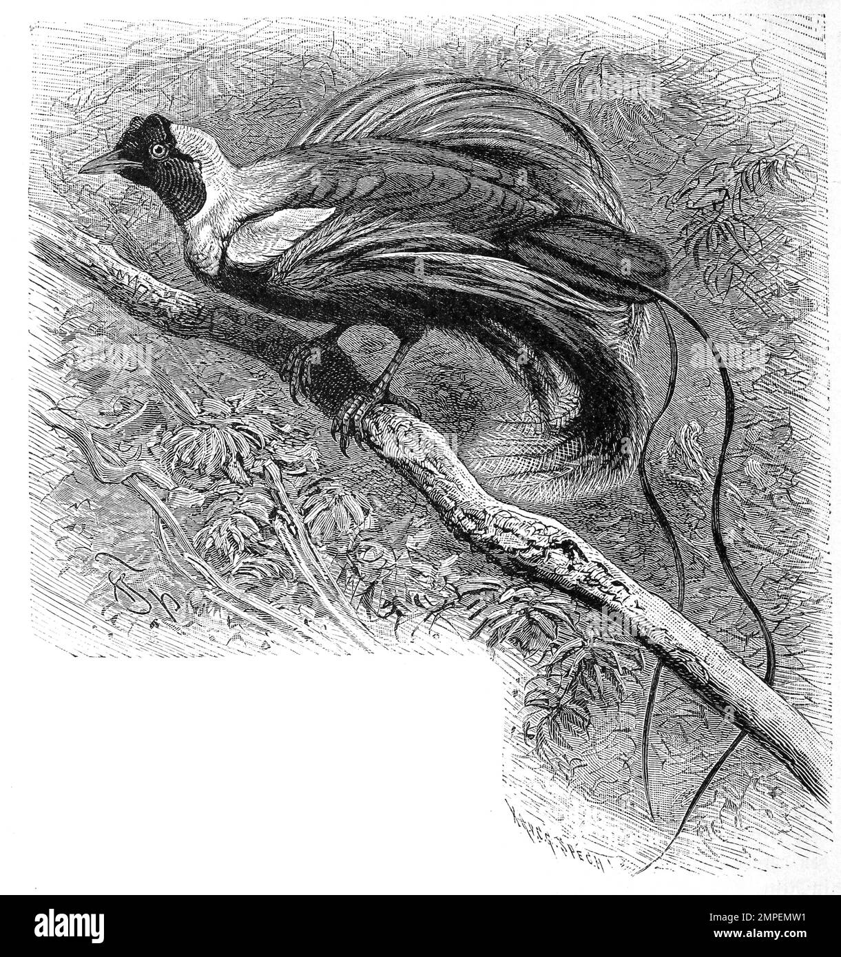 Vogel, Rote Paradiesvogel, Paradisaea rubra, auch Rotparadiesvogel, Historisch, digital restaurierte Reproduktion von einer Vorlage aus dem 19. Jahrhundert Stock Photo