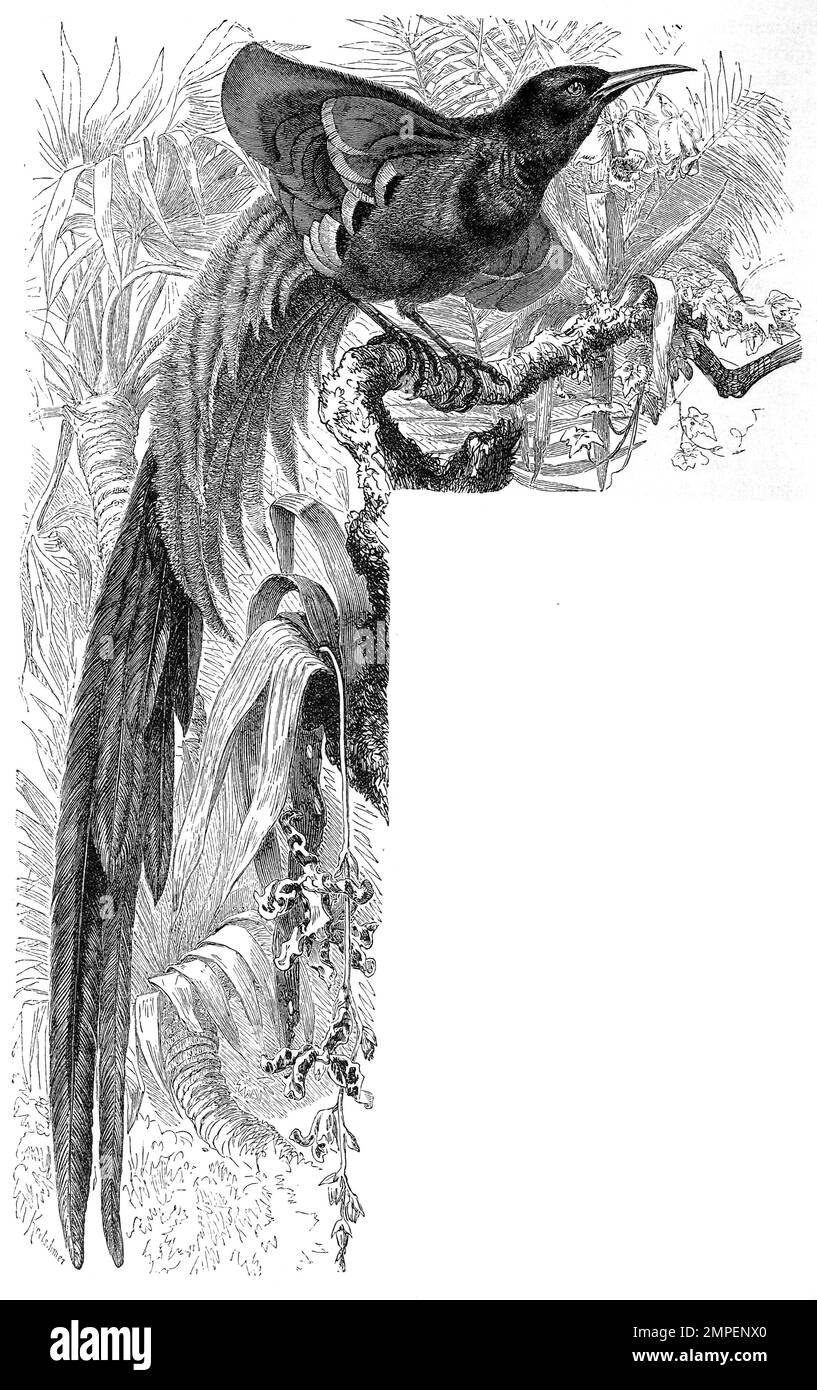 Vogel, Kragenparadiesvogel, Lophorina superba, auch Kragenhopf, Historisch, digital restaurierte Reproduktion von einer Vorlage aus dem 19. Jahrhundert Stock Photo