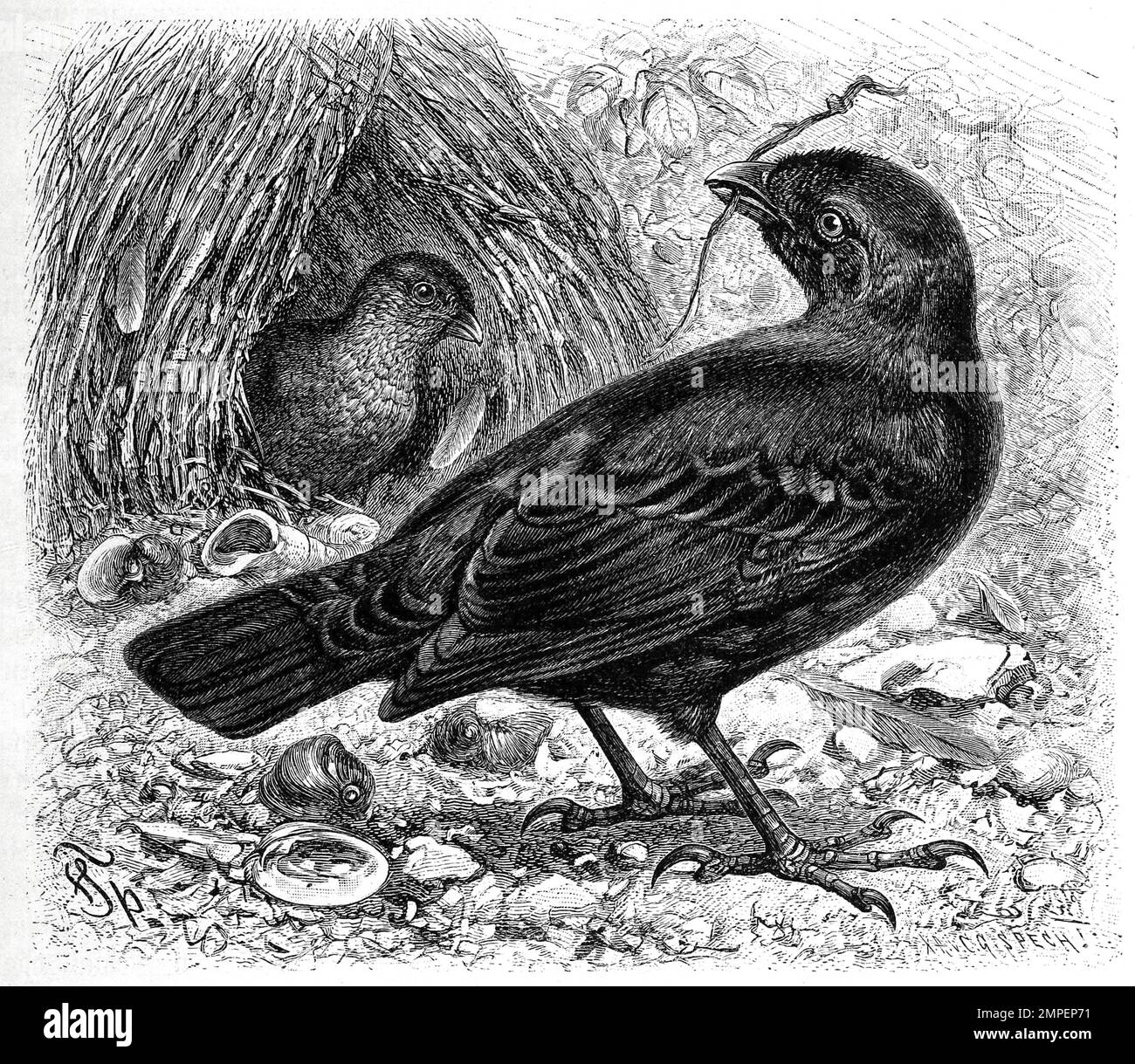 Vogel, Seidenlaubenvogel, Ptilonorhynchus violaceus ist ein im östlichen und südöstlichen Australien lebender Singvogel und wird auch Satinlaubenvogel, Historisch, digital restaurierte Reproduktion von einer Vorlage aus dem 19. Jahrhundert Stock Photo