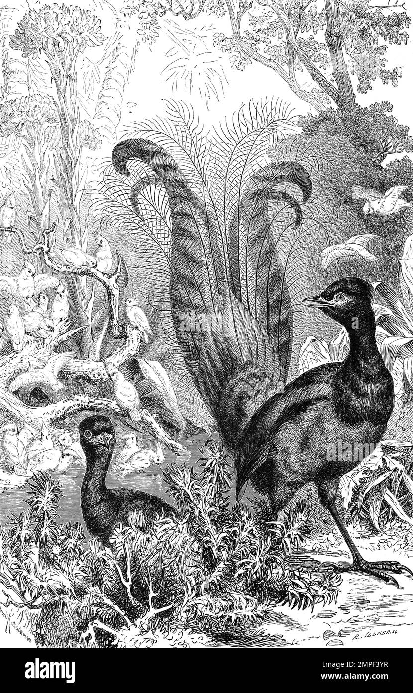 Vogel, Graurücken-Leierschwanz, Menura novaehollandiae, auch Prachtleierschwanz, Historisch, digital restaurierte Reproduktion von einer Vorlage aus dem 19. Jahrhundert Stock Photo