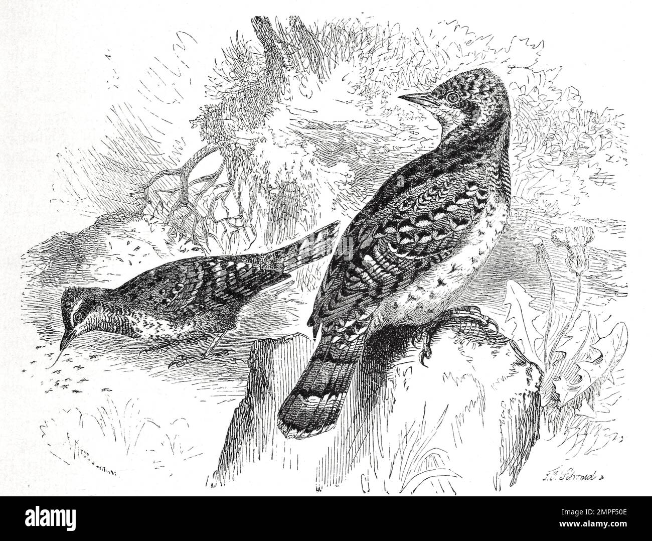Vogel, Wendehals, Jynx torquilla ist der einzige europäische Vertreter der Gattung Jynx, Historisch, digital restaurierte Reproduktion von einer Vorlage aus dem 19. Jahrhundert Stock Photo