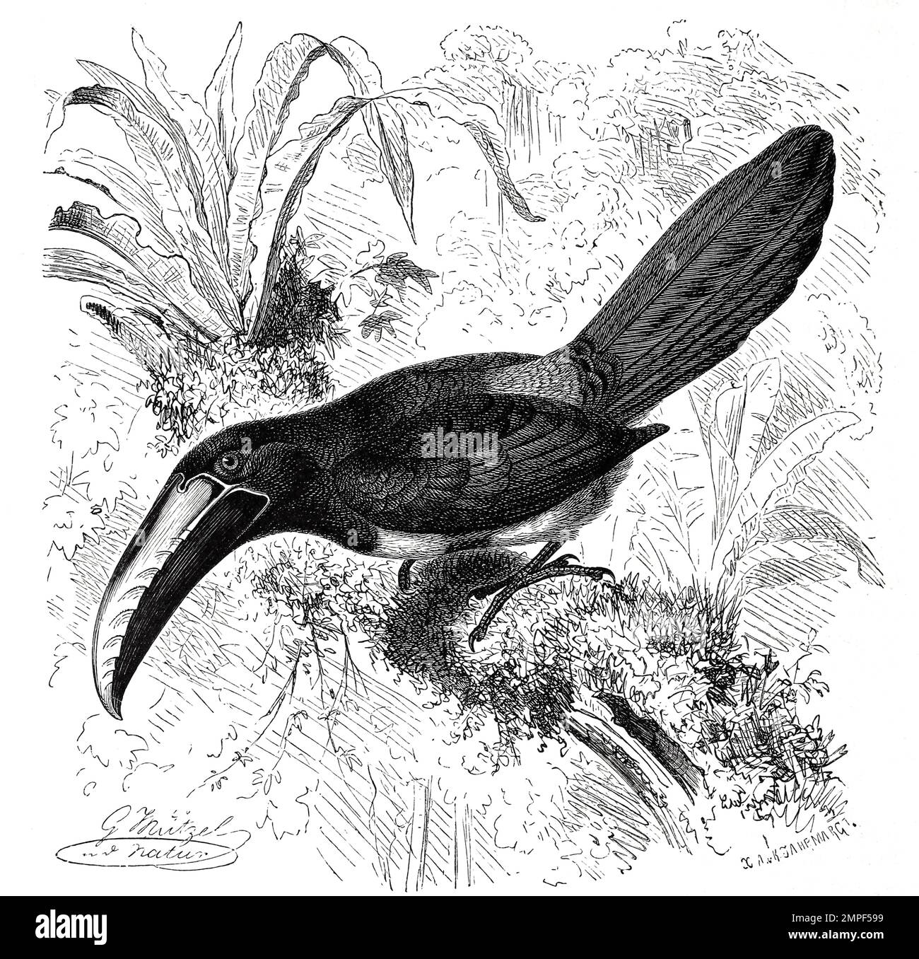 Vogel, Laucharassari, Aulacorhynchus prasinus ist ein in Mittel- und Südamerika beheimateter Spechtvogel aus der Familie der Tukane, Historisch, digital restaurierte Reproduktion von einer Vorlage aus dem 19. Jahrhundert Stock Photo