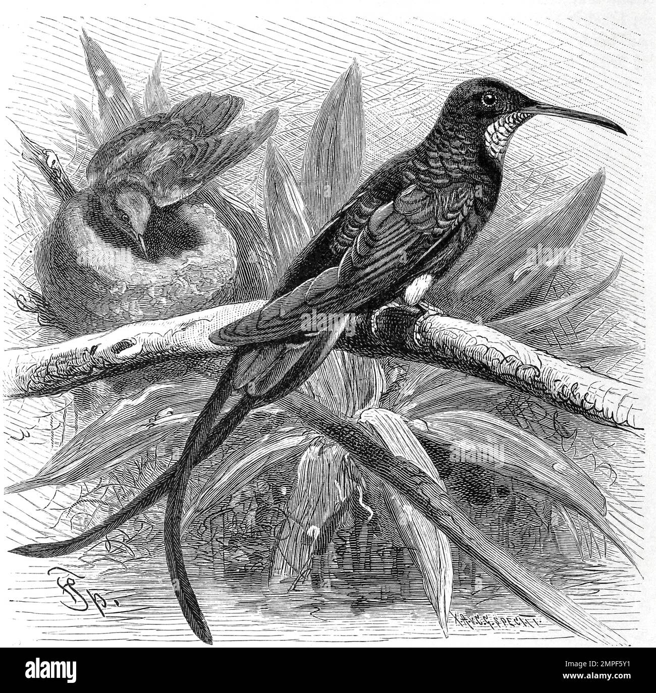 Vogel, RotnackenTopaskolibri, Topaza pella oder Topaskolibri