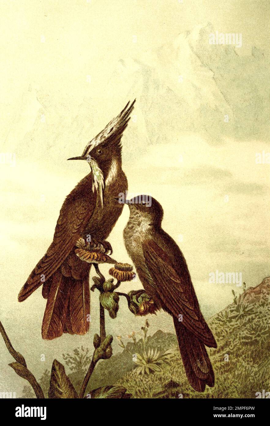 Vogel, Grünbart-Helmkolibri oder einfach Helmkolibri, Oxypogon guerinii ist eine Vogelart aus der Familie der Kolibris, Historisch, digital restaurierte Reproduktion von einer Vorlage aus dem 19. Jahrhundert Stock Photo