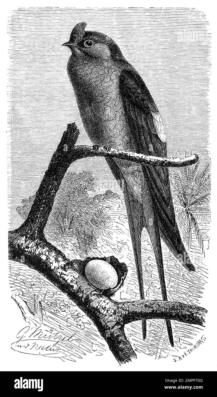 Vogel, Klecho, Dendrochelidon longipennis, Crested treeswift, Historisch, digital restaurierte Reproduktion von einer Vorlage aus dem 19. Jahrhundert Stock Photo