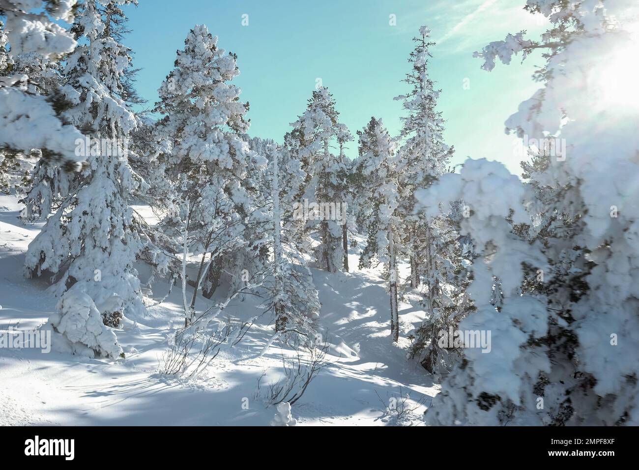 Michael Bunel / Le Pictorium -  Skiing in the Alps -  8/1/2016  -  Savoie / France / La plagne  -  Snow-covered fir trees under a blue sky. 29 January Stock Photo
