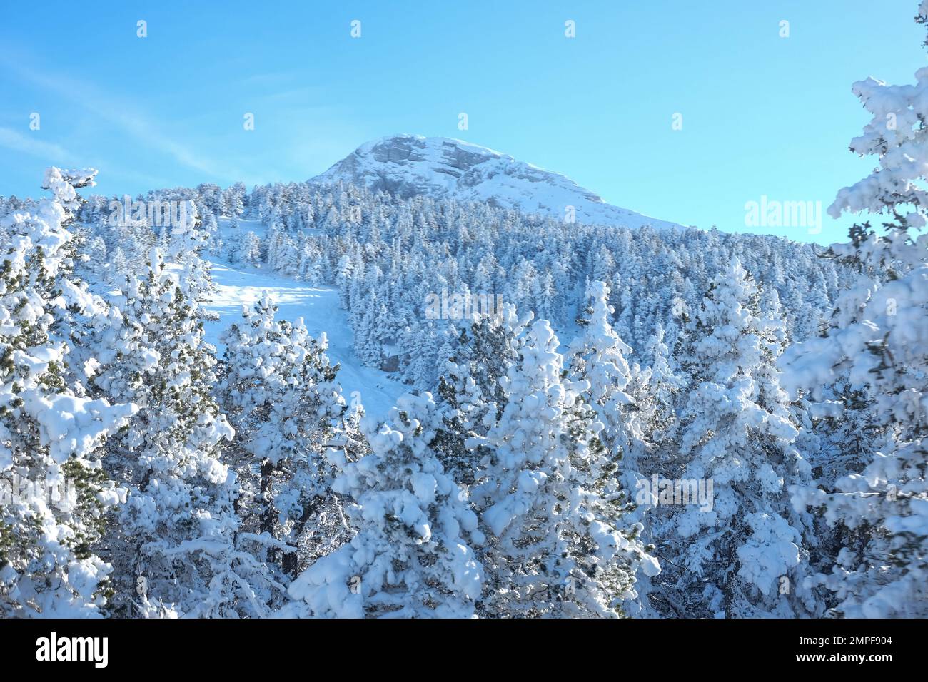 Michael Bunel / Le Pictorium -  Skiing in the Alps -  8/1/2016  -  Savoie / France / La plagne  -  Snow-covered fir trees under a blue sky. 29 January Stock Photo