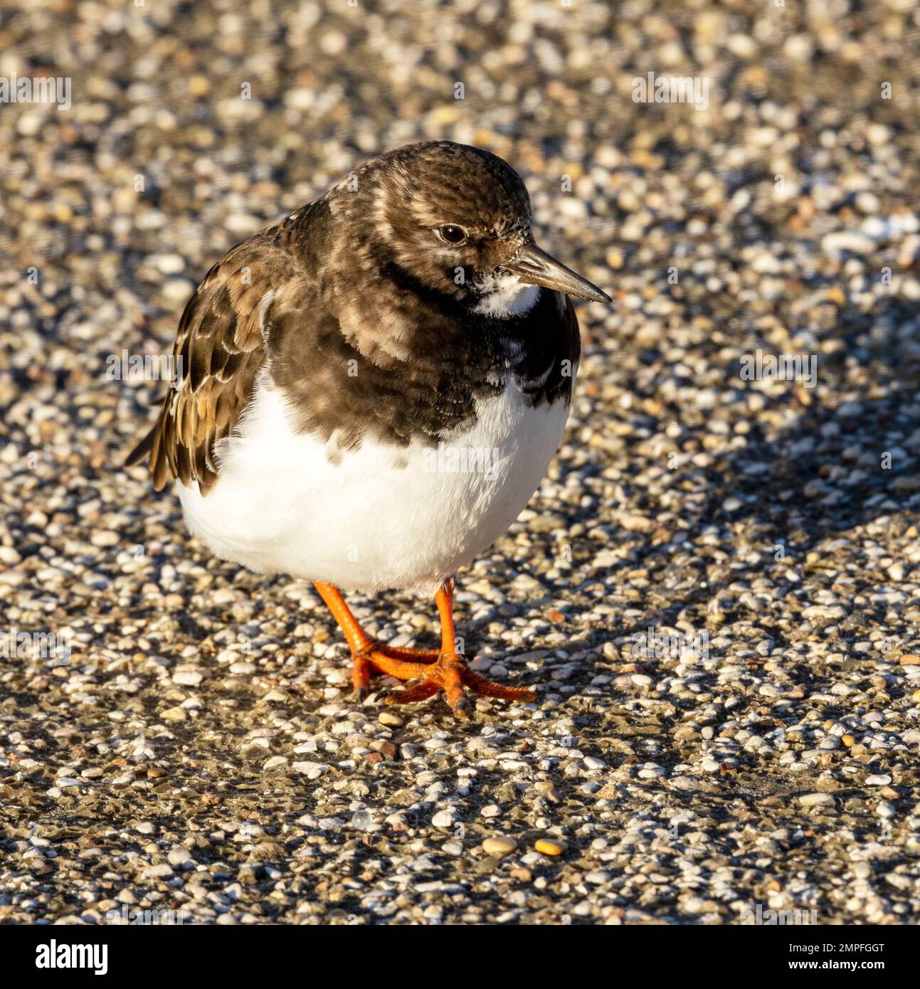 The petite Turnstone arrives in the UK along rocky shorelines to over winter. They breed in the Arctic and will seek shelter in harbours during storms Stock Photo