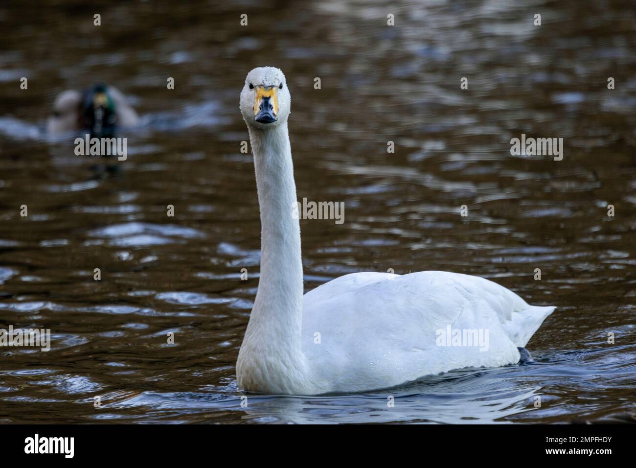 Slightly smaller than the resident Mute Swan, the Whooper normally carries its neck more upright, and the beak is yellow rather than orange. Stock Photo