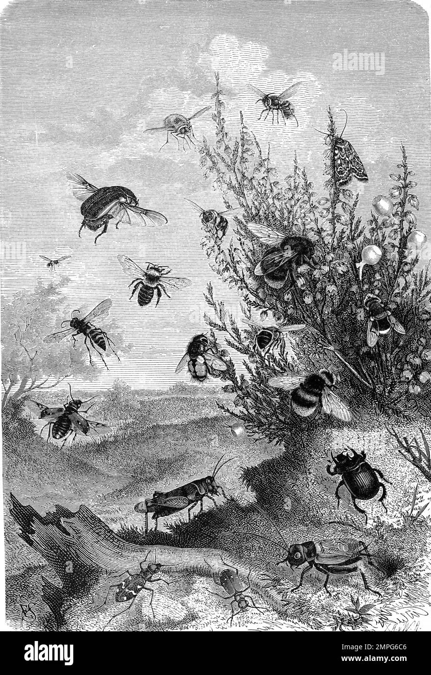 Insekten, Insektenleben am Heidekraut, Bienen, Hummeln, Fliegen, Heidekrauteule, Historisch, digital restaurierte Reproduktion von einer Vorlage aus dem 19. Jahrhundert Stock Photo