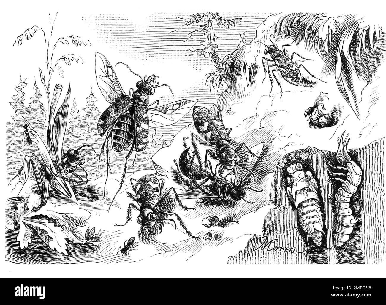 Insekten, Läufer, Cicindela hybrida, mit Larve und Puppe, Historisch, digital restaurierte Reproduktion von einer Vorlage aus dem 19. Jahrhundert Stock Photo