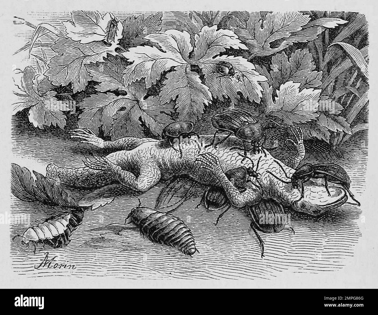 Insekten, Schwarzglänzender Aaskäfer, Silpha atrata, Historisch, digital restaurierte Reproduktion von einer Vorlage aus dem 19. Jahrhundert Stock Photo
