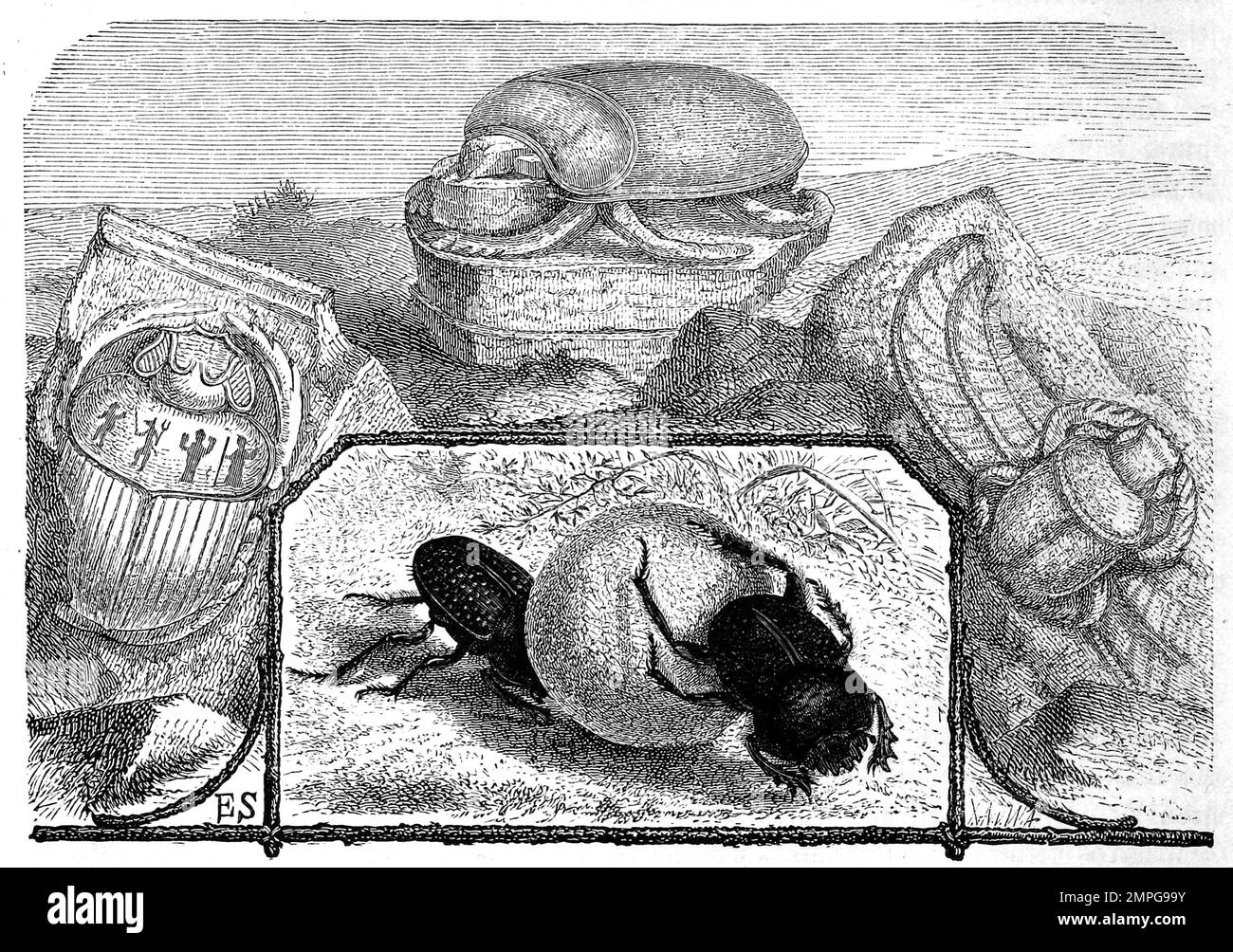 Insekten, Pockennarbiger Pillendreher, Ateuchus variolosus, Historisch, digital restaurierte Reproduktion von einer Vorlage aus dem 19. Jahrhundert Stock Photo