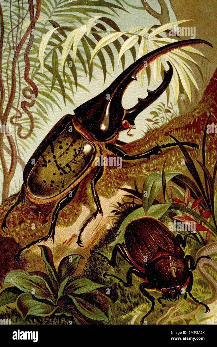 Insekten, Herkuleskäfer, Dynastes hercules ist eine Art aus der Familie der Blatthornkäfer, Historisch, digital restaurierte Reproduktion von einer Vorlage aus dem 19. Jahrhundert Stock Photo