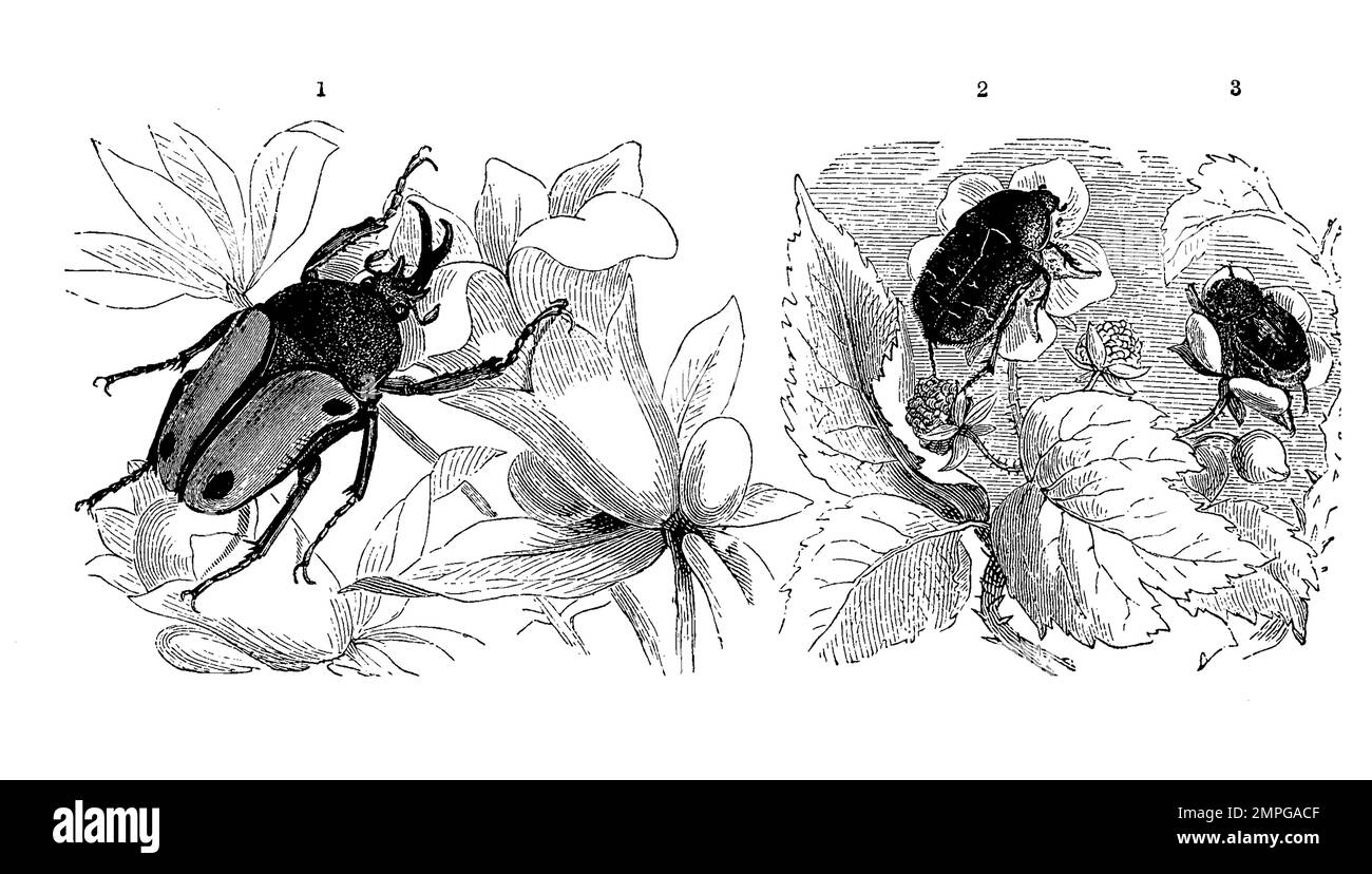 Insekten, 1, Gabelnase, Dicranorrhina smithi, 2. Goldglänzende Rosenkäfer, auch Gemeine Rosenkäfer, Cetonia aurata, ist ein Käfer aus der Unterfamilie der Rosenkäfer, 3. Gebänderte Pinselkäfer, Trichius fasciatus ist ein Käfer aus der Familie der Blatthornkäfer, Trichius fascinatus, Historisch, digital restaurierte Reproduktion von einer Vorlage aus dem 19. Jahrhundert Stock Photo
