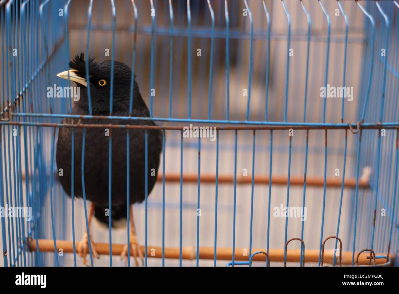Encaged hi-res stock photography and images - Alamy