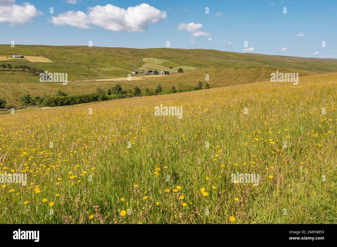 A hay meadow in full flower in Harwood, Upper Teesdale. Stock Photo