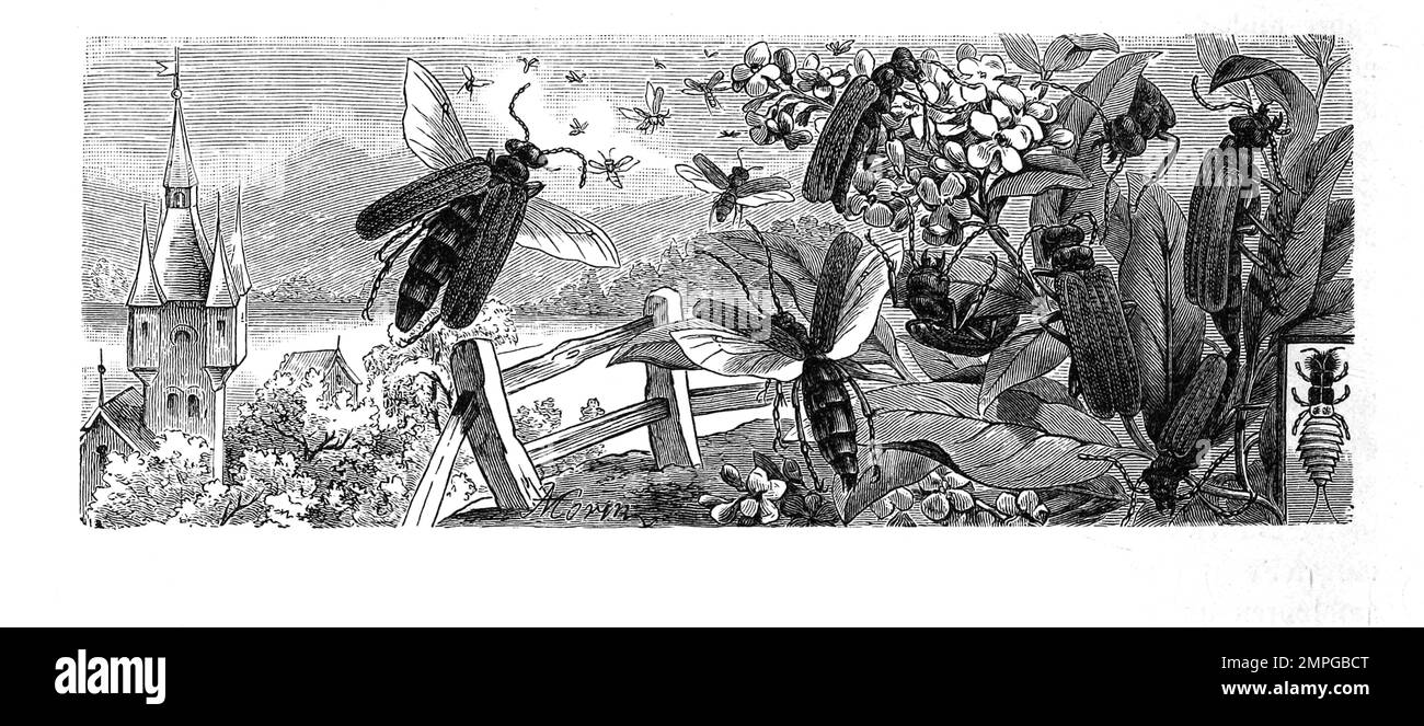 Insekten, Spanische Fliege, Lytta vesicatoria, Synonym: Cantharis vesicatoria ist ein Käfer aus der Familie der Ölkäfer, Historisch, digital restaurierte Reproduktion von einer Vorlage aus dem 19. Jahrhundert Stock Photo
