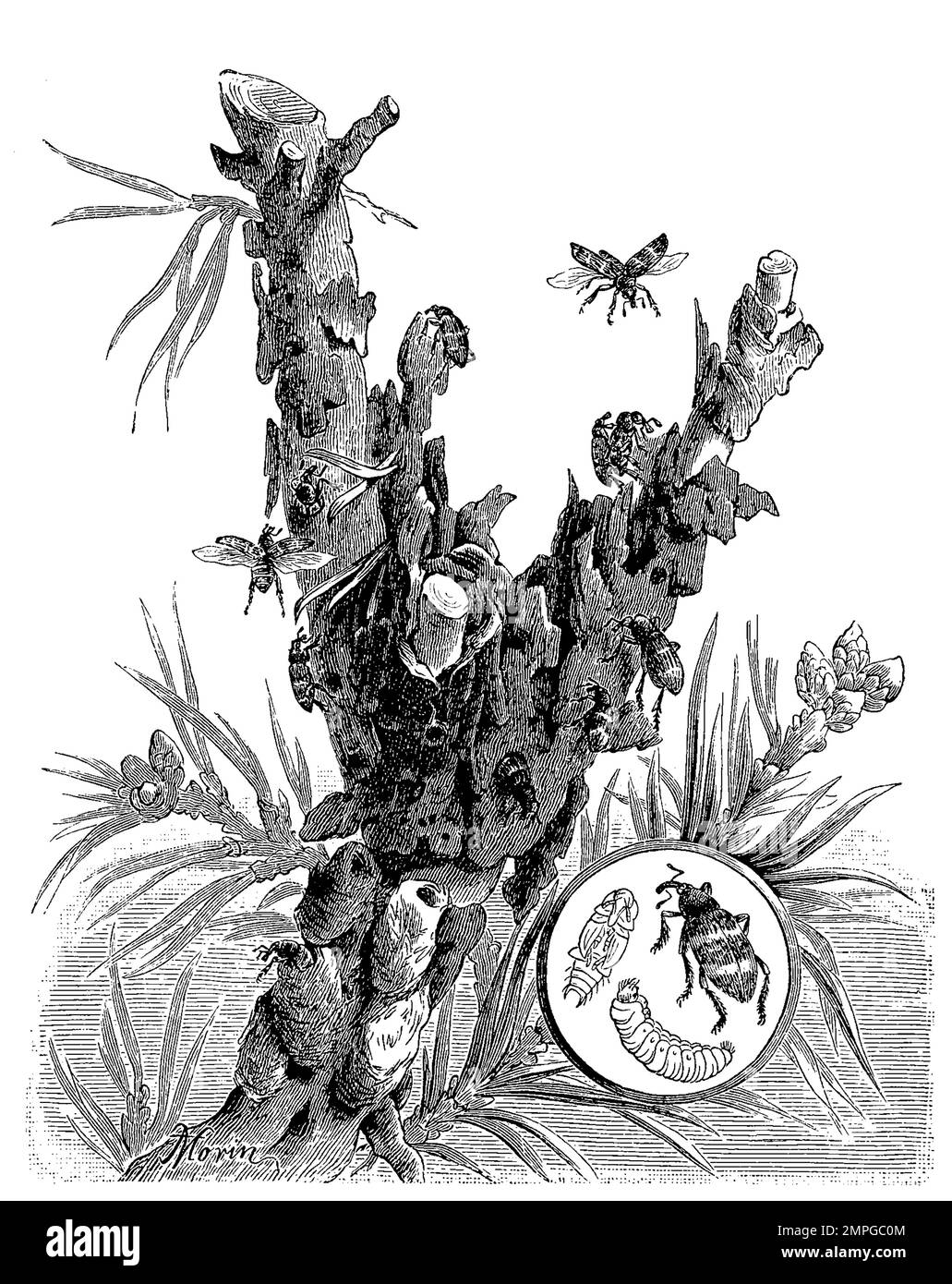 Insekten, Kleiner Kiefernrüsselkäfer, Pissodes notatus, an einer Kiefer, Historisch, digital restaurierte Reproduktion von einer Vorlage aus dem 19. Jahrhundert Stock Photo
