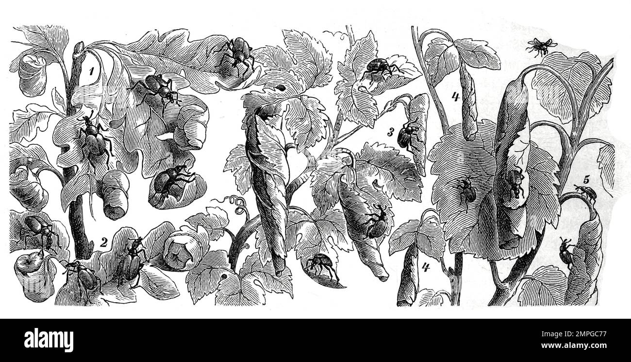 Insekten, 1. Asterrüsselkäfer, Attelabus curculionoides, 2. Hasel-Dickkopfrüsselkäfer, Haselblattroller, Apoderus coryli, 3. Stahlblauer Rebenstecher oder Rebstecher, lokal auch Rebstichler oder Zigarrenwickler,, Byctiscus betulae, Rhynchites betuleti, 4. Pappelstecher, Rhynchites populi, Pappelblattroller, Byctiscus populi, Syn.: Bytiscus populi ist ein Käfer aus der Familie der Blattroller5. schwarzer Birkenstecher, Rhynchites betulae, Historisch, digital restaurierte Reproduktion von einer Vorlage aus dem 19. Jahrhundert Stock Photo