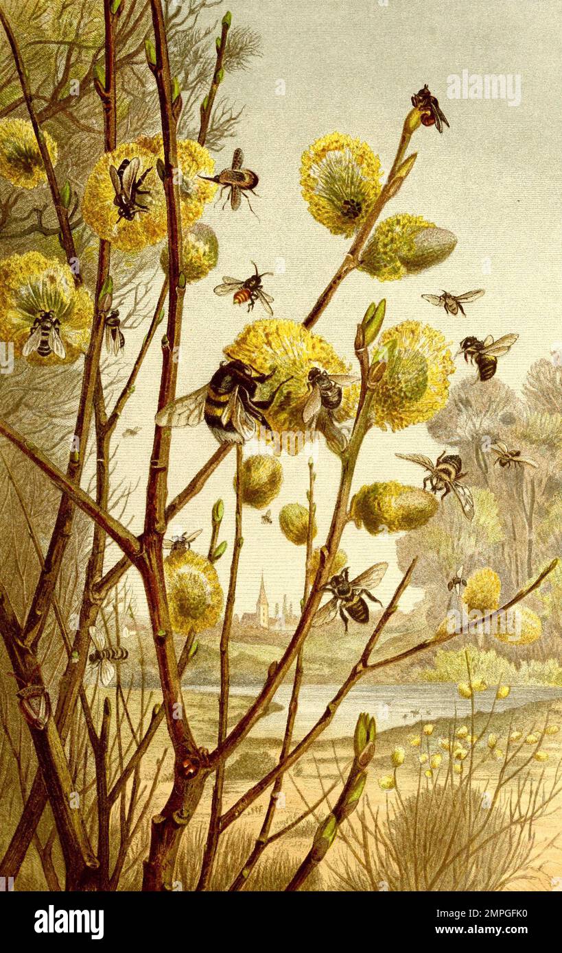 Insekten, Insektenleben im Frühling, Historisch, digital restaurierte Reproduktion von einer Vorlage aus dem 19. Jahrhundert Stock Photo