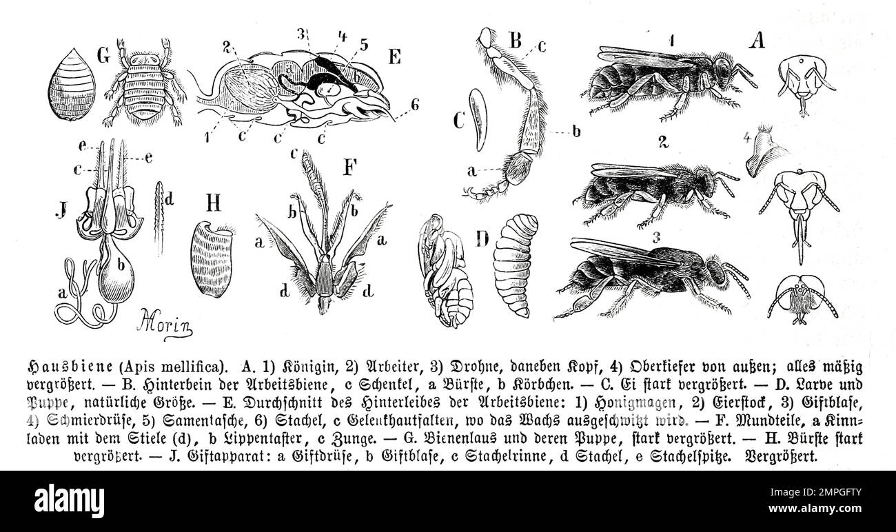 Insekten, Biene, Apis mellifica, Historisch, digital restaurierte Reproduktion von einer Vorlage aus dem 19. Jahrhundert Stock Photo